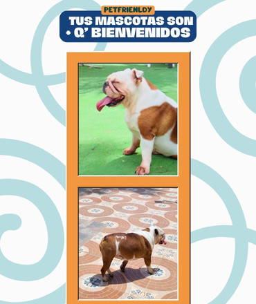mascotas-Bienvenidos-hotel-palmasol